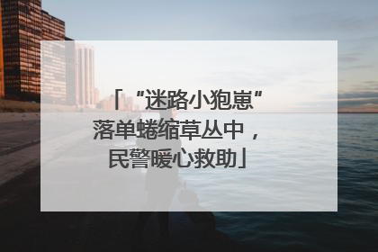 “迷路小狍崽”落单蜷缩草丛中，民警暖心救助