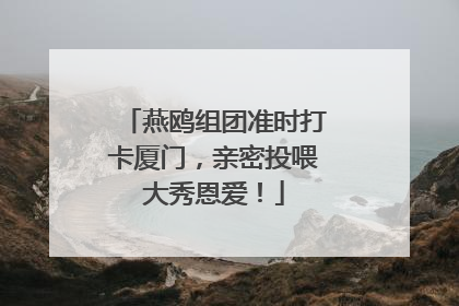 燕鸥组团准时打卡厦门，亲密投喂大秀恩爱！