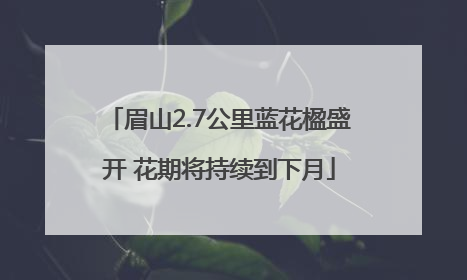眉山2.7公里蓝花楹盛开 花期将持续到下月