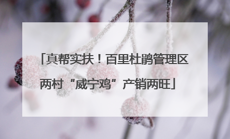 真帮实扶！百里杜鹃管理区两村“威宁鸡”产销两旺