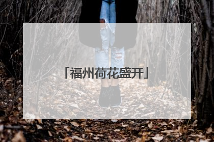福州荷花盛开