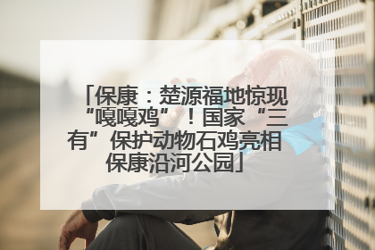 保康：楚源福地惊现“嘎嘎鸡”！国家“三有”保护动物石鸡亮相保康沿河公园