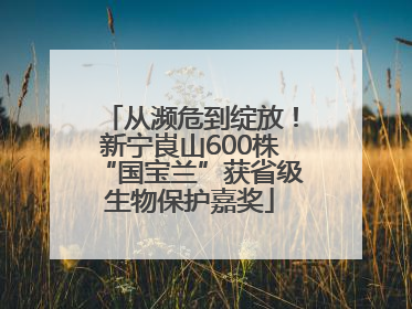 从濒危到绽放！新宁崀山600株“国宝兰”获省级生物保护嘉奖