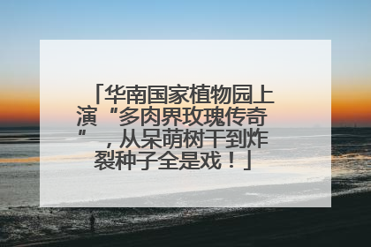 华南国家植物园上演“多肉界玫瑰传奇”，从呆萌树干到炸裂种子全是戏！
