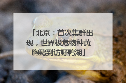 北京：首次集群出现，世界极危物种黄胸鹀到访野鸭湖