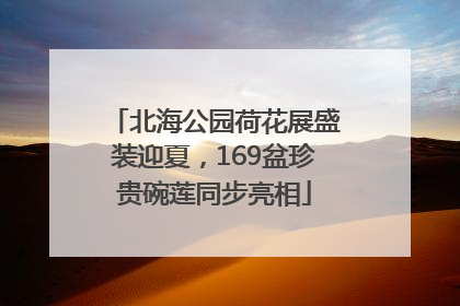 北海公园荷花展盛装迎夏，169盆珍贵碗莲同步亮相