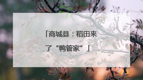 商城县：稻田来了“鸭管家”