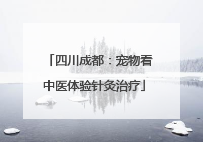 四川成都：宠物看中医体验针灸治疗
