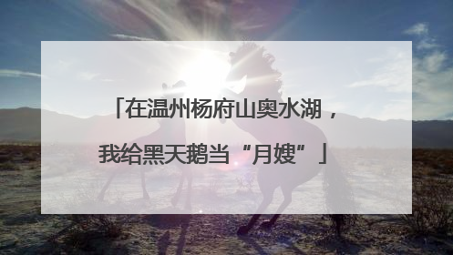 在温州杨府山奥水湖，我给黑天鹅当“月嫂”