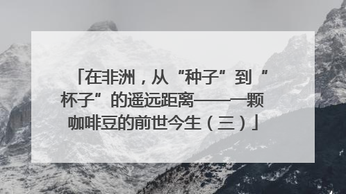在非洲，从“种子”到“杯子”的遥远距离——一颗咖啡豆的前世今生（三）