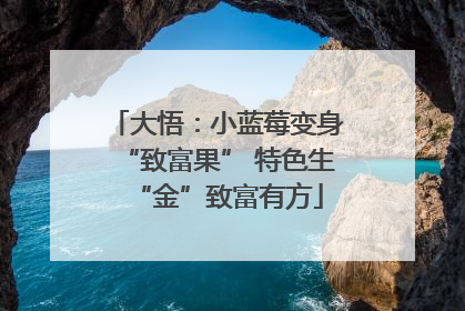 大悟：小蓝莓变身“致富果” 特色生“金”致富有方