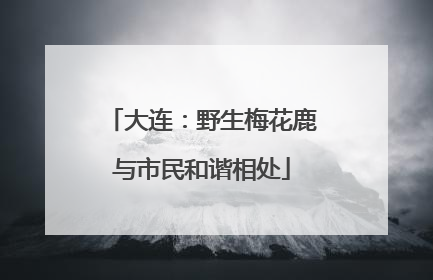 大连：野生梅花鹿与市民和谐相处