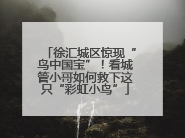 徐汇城区惊现“鸟中国宝”！看城管小哥如何救下这只“彩虹小鸟”