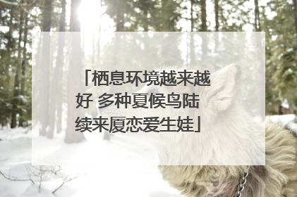 栖息环境越来越好 多种夏候鸟陆续来厦恋爱生娃