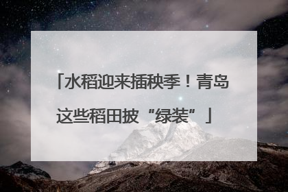 水稻迎来插秧季！青岛这些稻田披“绿装”