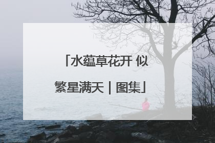 水蕴草花开 似繁星满天｜图集