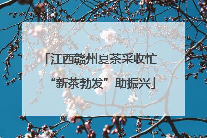 江西赣州夏茶采收忙 “新茶勃发”助振兴