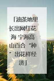 油茶地里长出网红花海 宁海高山百合“种”出花样经济