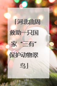 河北曲周救助一只国家“三有”保护动物翠鸟