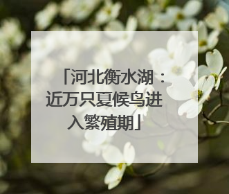 河北衡水湖：近万只夏候鸟进入繁殖期