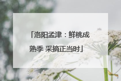 洛阳孟津：鲜桃成熟季 采摘正当时