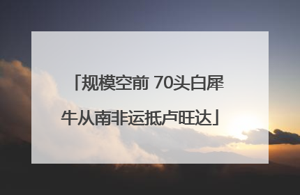 规模空前 70头白犀牛从南非运抵卢旺达