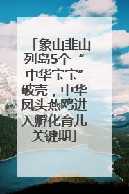 象山韭山列岛5个“中华宝宝”破壳，中华凤头燕鸥进入孵化育儿关键期