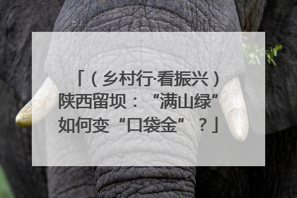 （乡村行·看振兴）陕西留坝：“满山绿”如何变“口袋金”？
