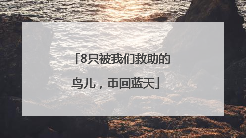 8只被我们救助的鸟儿，重回蓝天